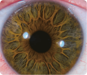 Patrón de flor de Iris